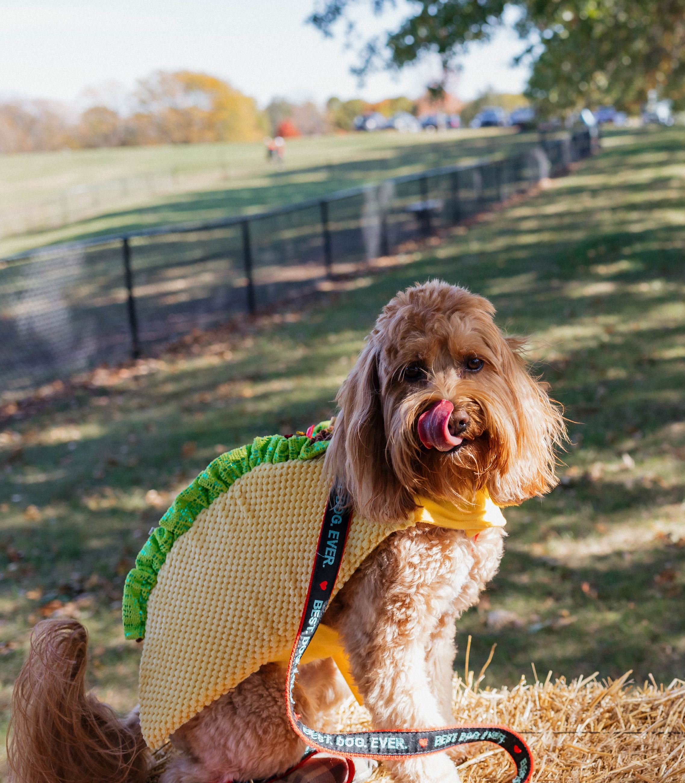 curly red dog dressed as a taco for halloween